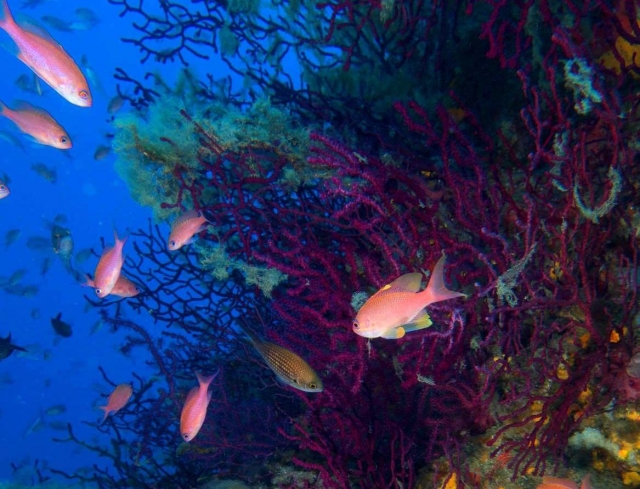 Contemplar los peces bajo el agua 