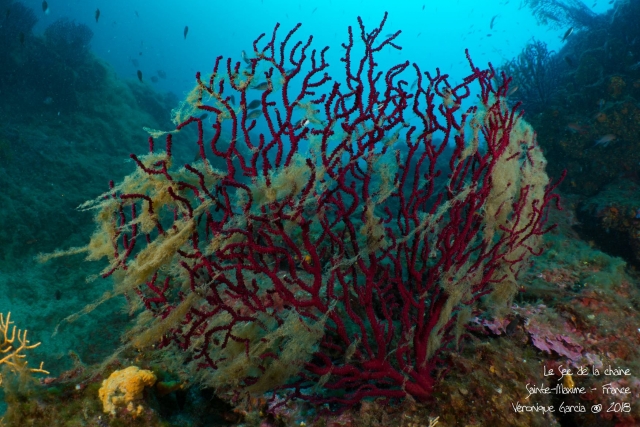  Corales de colores 