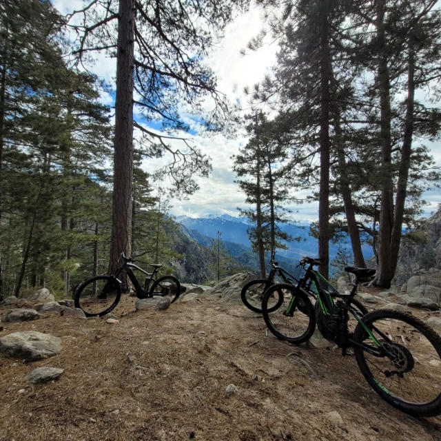  ¡Escapada en el bosque! 