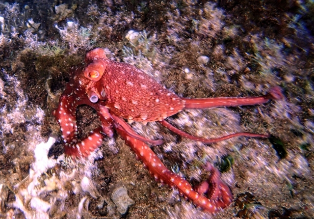  Animales prodigiosos