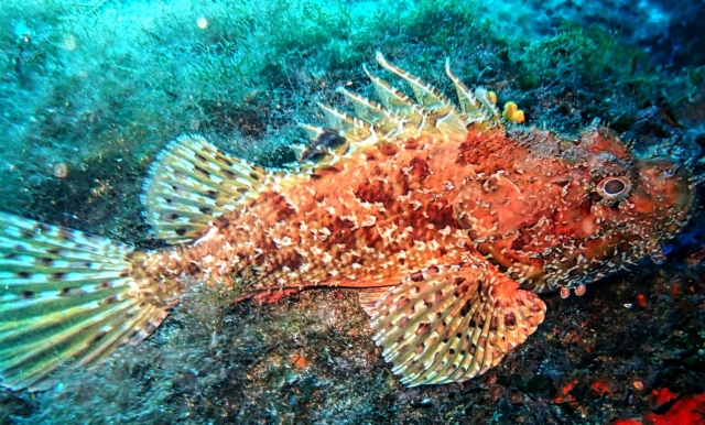  Increíble biodiversidad marina 