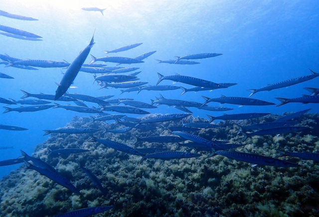  Banco de peces 