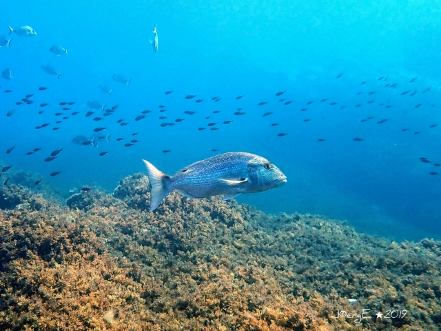 Coral del fondo marino 