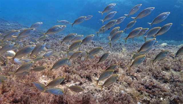  Banco de peces dorados 