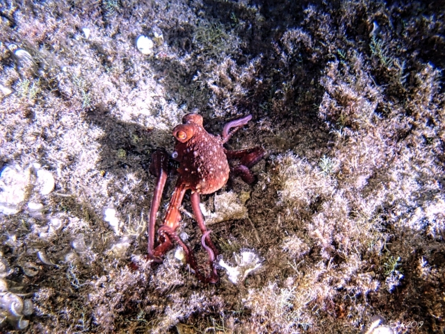  Pulpo en el mar 