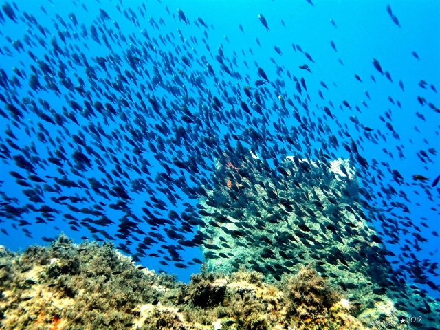  Buceo con snorkel 