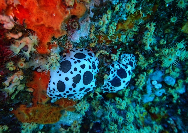 Increíble biodiversidad 