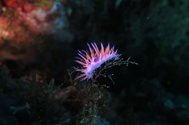 Un espectáculo para los ojos