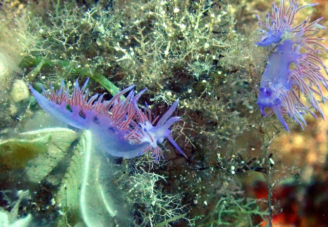 Increíble biodiversidad