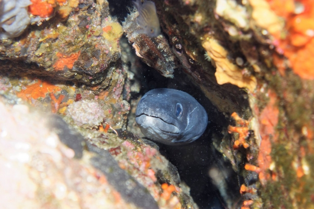 Peces entre las rocas 