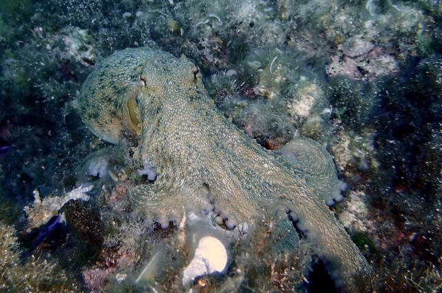  Animales extraordinarios 