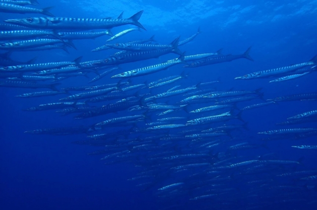 Recuerdos inolvidables 