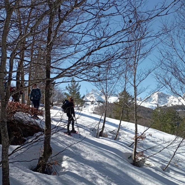  Raquetas de nieve entre los árboles