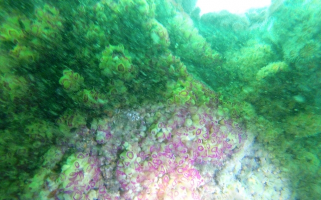 La biodiversidad marina no debe perderse. 
