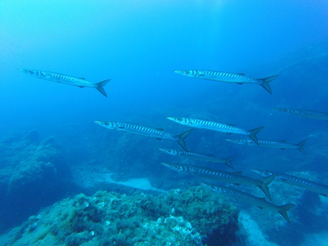 Bancos de peces en el mar