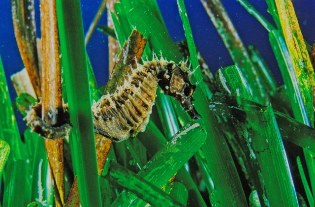 El caballito de mar deambula entre las praderas marinas