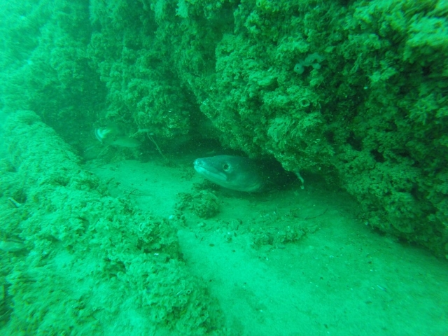Animal marino escondido entre la arena y la roca