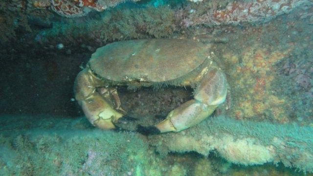 Gran cangrejo escondido entre dos rocas