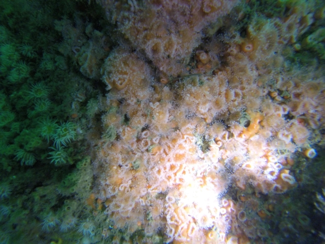 Corales del fondo marino