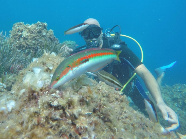  La fauna y la flora del Mediterráneo vistas de cerca 