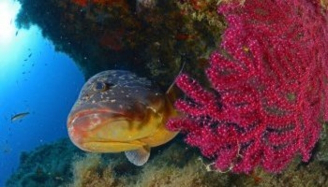 La fauna y la flora de las aguas corsas 