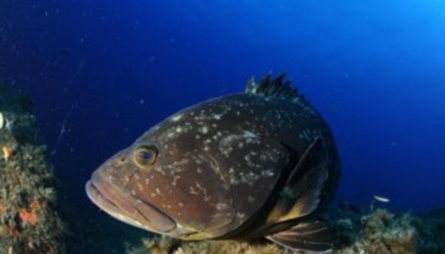  Peces muy bellos observados duranle el buceo 