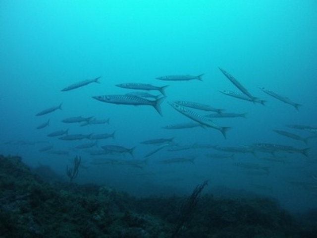 Vemos el flujo de peces. 
