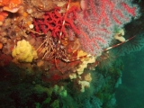 Buceo de exploración con equipo en Antibes - 3h