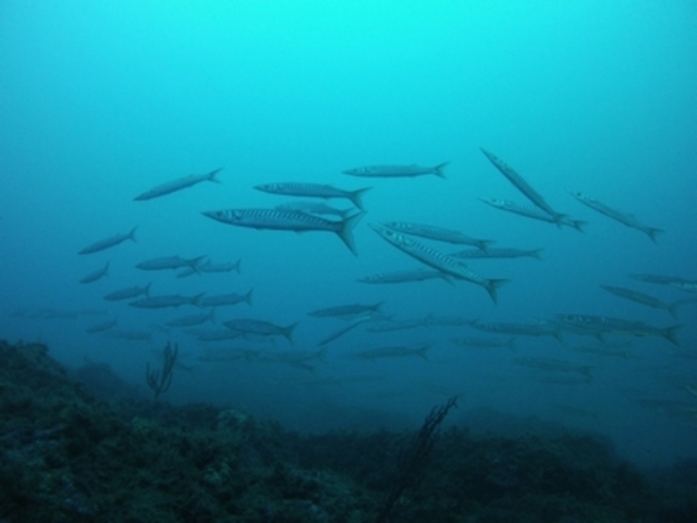 Escuela de barracudas 