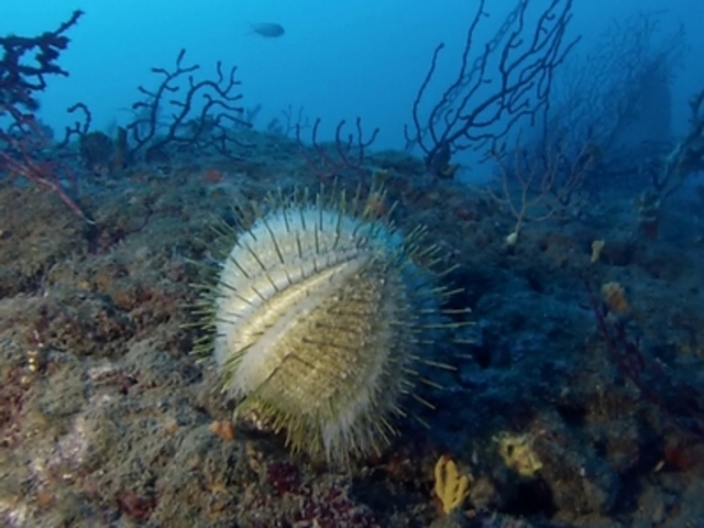  Un erizo de mar melón perdido en Antibes 