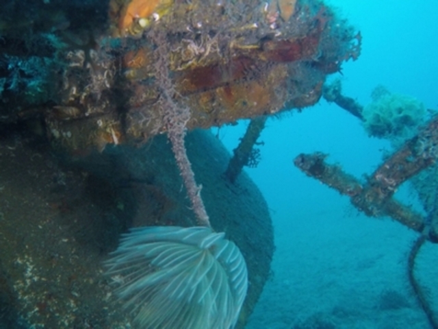  Descubrimiento duranle el buceo 