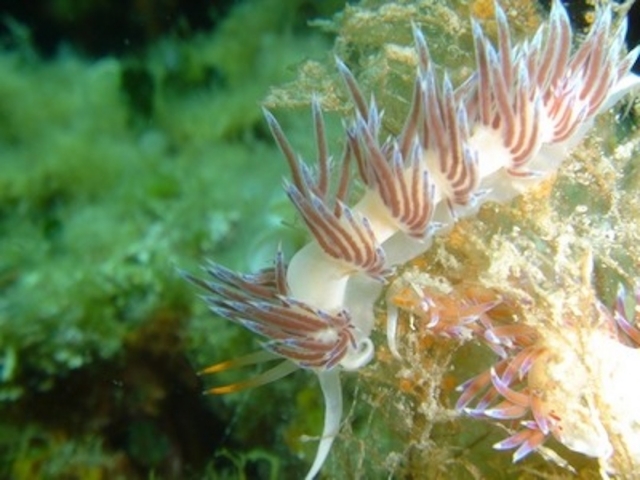  Especies mediterráneas.