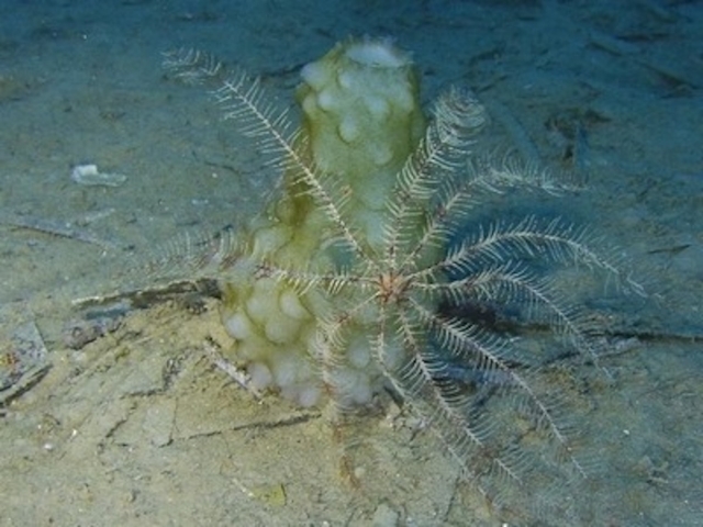  ¡Una comatula a la vista! 