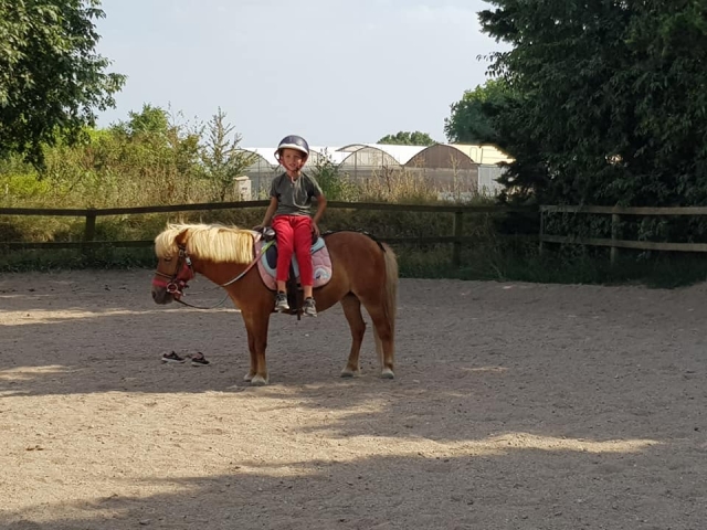  Pony marrón con melena rubia ceniza