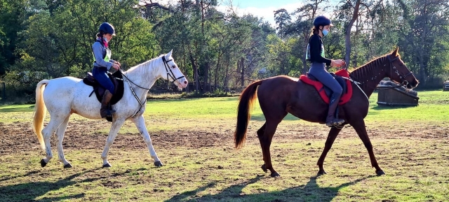 Actividades para hacer con los ses queridos. 