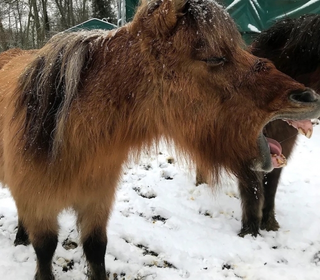  ¡A esle pony no le agrada la nieve! 