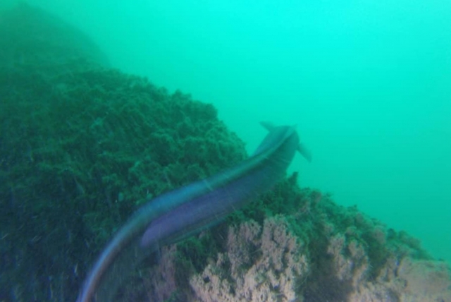 Magnífica biodiversidad