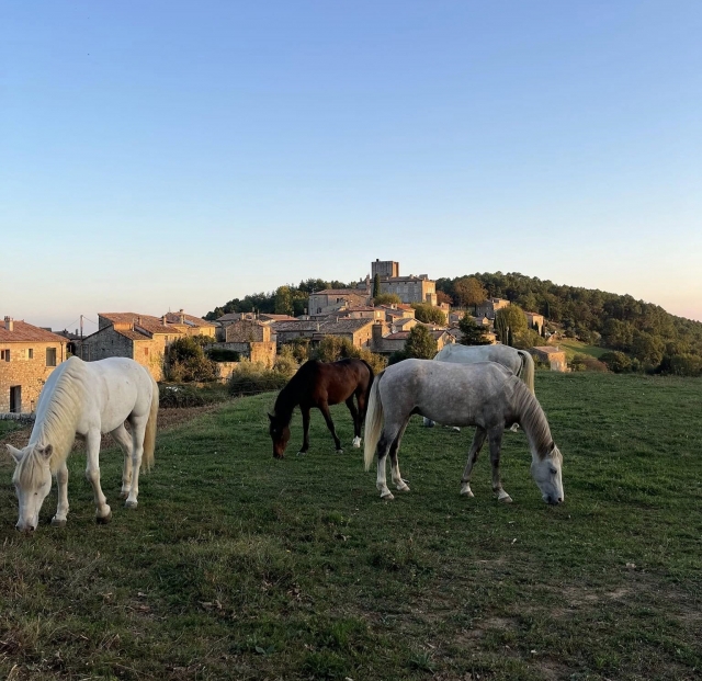  Llévate bien con el caballo. 