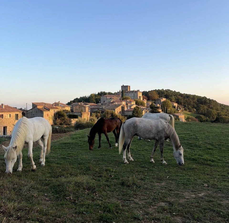 Llévate bien con el caballo. 