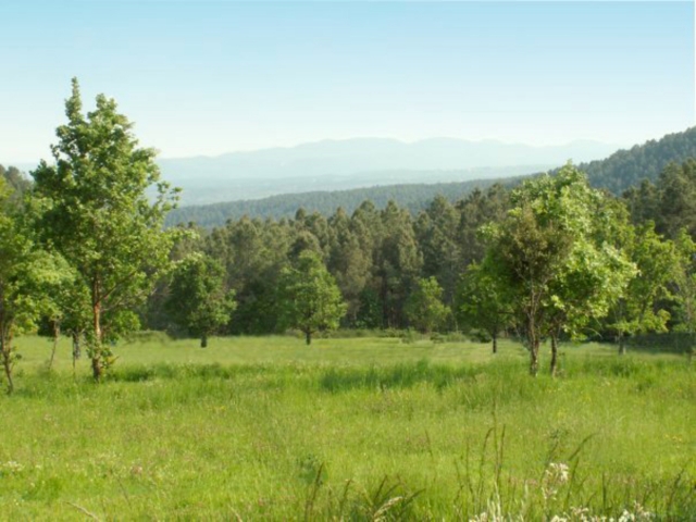  Una pradera muy bonita para que los caballos y los ponis coman 