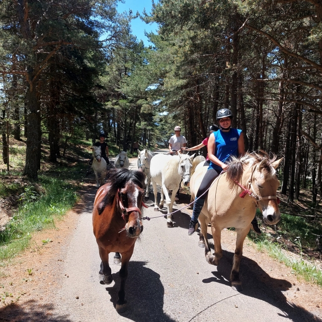 Explorar los bosques de los Altos Alpes 