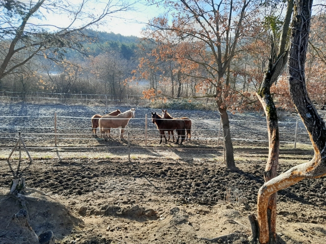 Nuestros equinos le esperan 