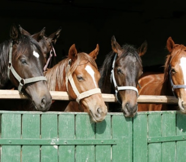 Los caballos descansan en el establo 