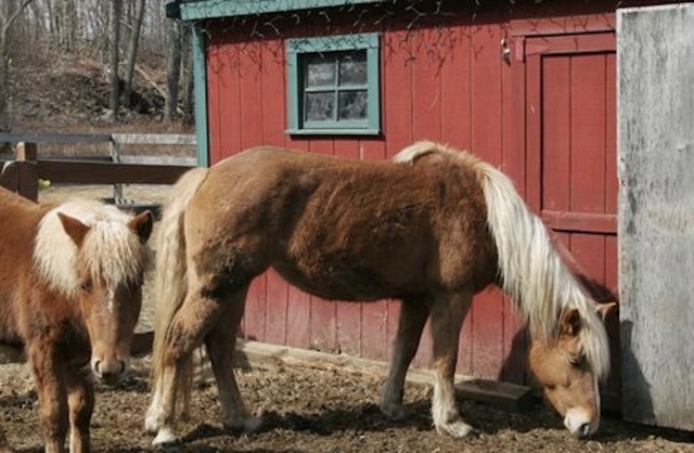 Caballos de la ganadería Riol.