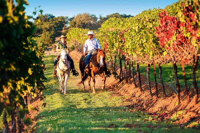 Paseo a caballo en viñedos soleados