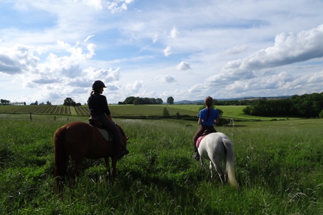 Regreso al centro ecuestre después de un agradable ramarro entre la hierba alta 