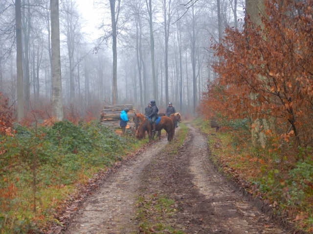  Paseo por el bosque a caballo en Normandía