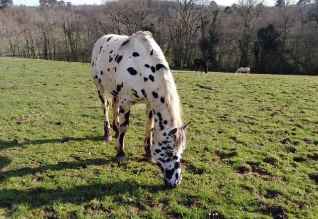  Caballos solo para usted 