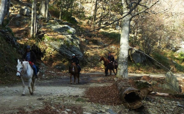 En los bosques de los Pirineos Orientales
