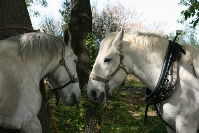 Complicidad entre nuestros caballos